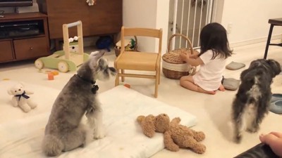 子どもを見守る犬