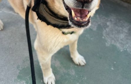 元保護犬