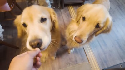 クッキーを食べるジョイくん