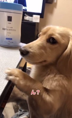 話しかけられるモナカくん