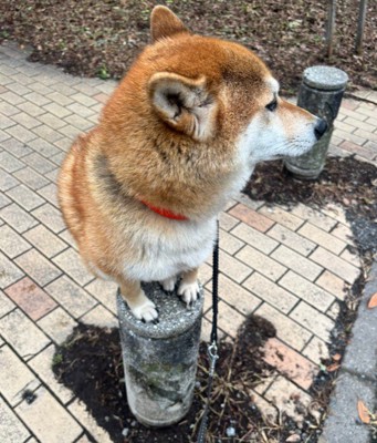 まるでハチ公像!?