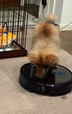 カリカリするナッツちゃん