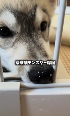 ケージをガジガジと噛むシベリアンハスキーの子犬