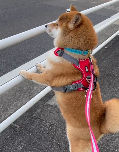 友達の飼い主さんを待つ犬