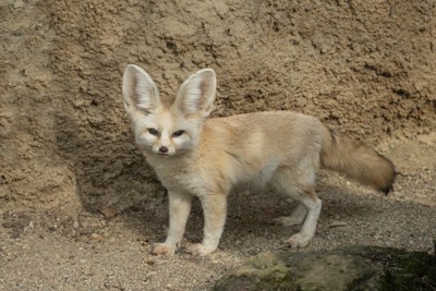 フェネック、こちらを見ている
