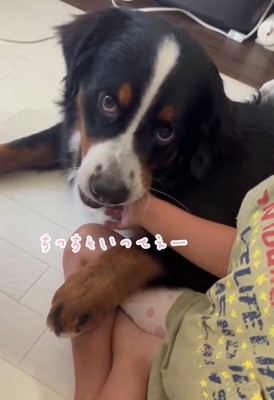 甘噛みするマロンちゃん