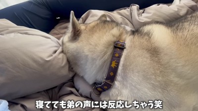 耳だけは起きてる…！