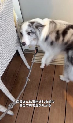 お店に案内してくれるルークくん8