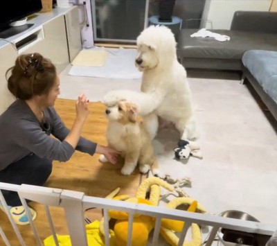 ワンコが同居犬の頭に「お手」！