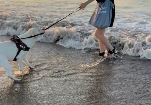 海
