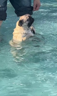 プールに来たぽんずちゃん8