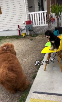 子犬時代から仲良し♡