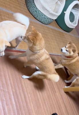 遊びたい柴犬