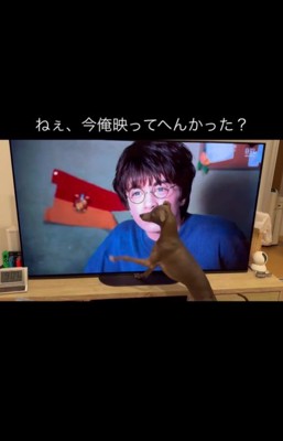 ドビーに反応するコロンくん6