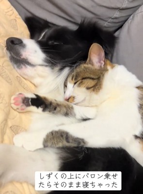眠る中型犬と猫