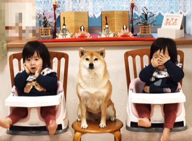 双子の幼児の間に座る柴犬