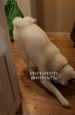 「連れて行って!」