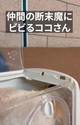 キャリーケースに隠れる犬