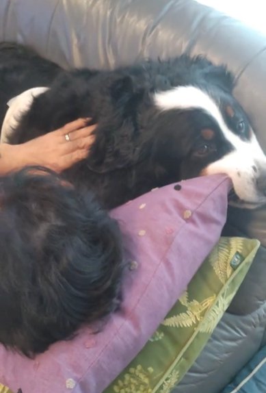 ソファで男性と密着して寝そべるバーニーズマウンテンドッグ