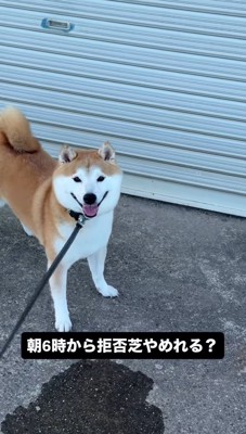 動く飼い主に視線を送る犬