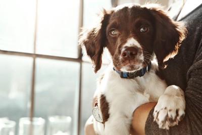 抱っこされながら真顔で見つめる犬