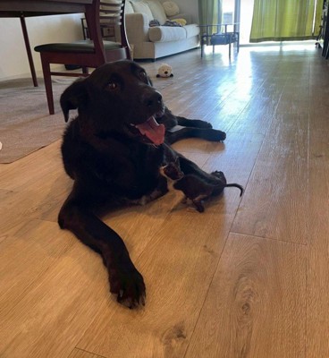 キングくんと子猫7