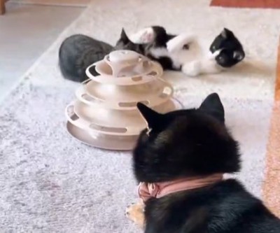 子猫