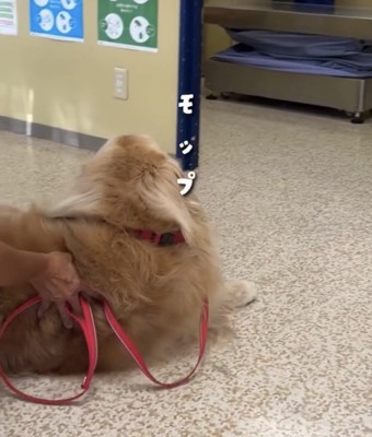 床に座り込む犬