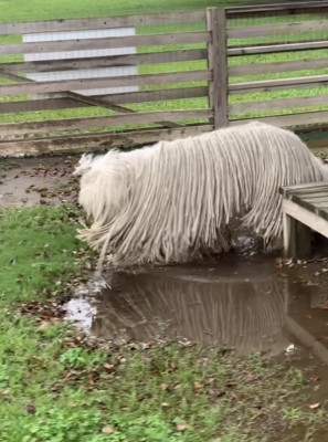 濡れた毛で歩く犬