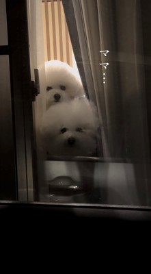 窓際で並ぶ2匹の犬