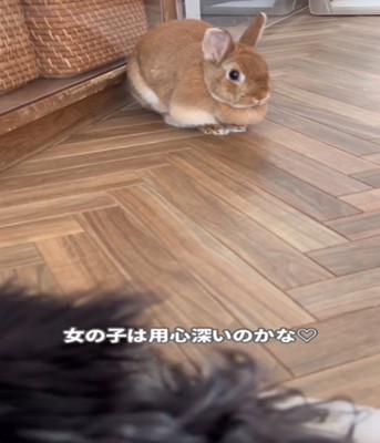 警戒するうさぎ2