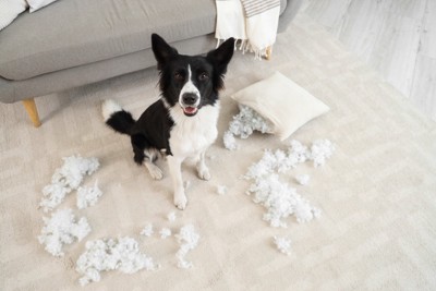 クッションの中綿を取り出した