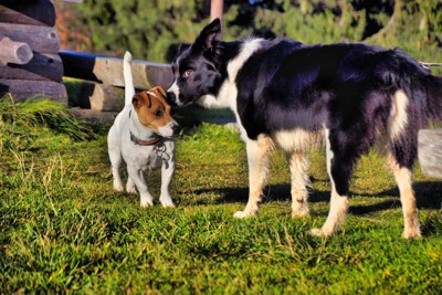 互いのニオイを嗅ぐジャックラッセルとボーダーコリー