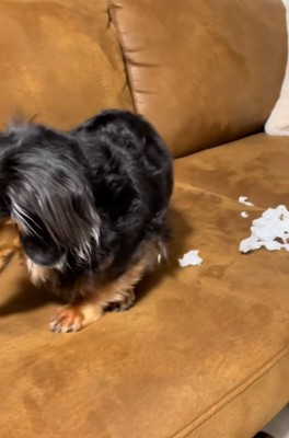 端っこに行くまるちゃん