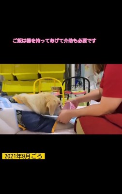 ごはんの介助をする飼い主さん