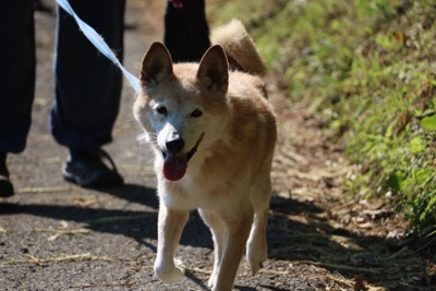 散歩している犬