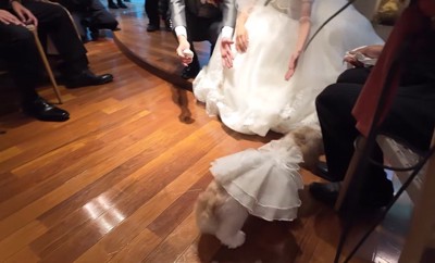 リングドッグに挑戦するつぶちゃん9