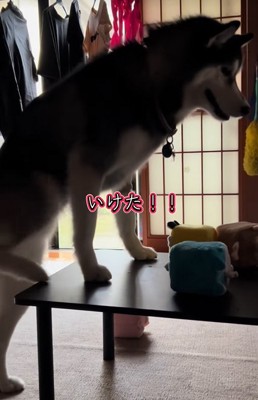 テーブルの上から降りられた大型犬