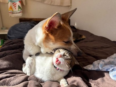 まめちゃんが構ってアピール！？