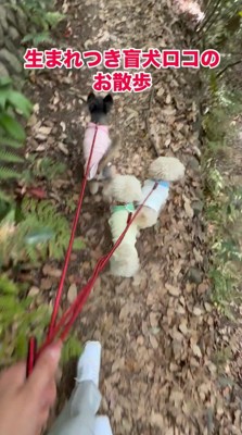 盲目の犬の近くを歩く2頭の犬