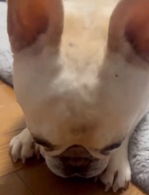 ドアップのアビーちゃん