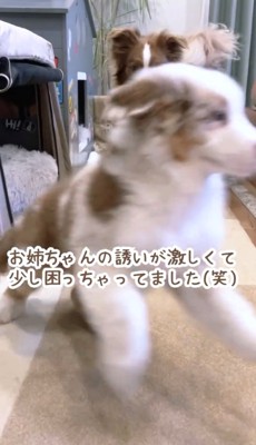 勢いよく逃げる子犬