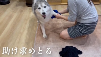 カメラを見る犬