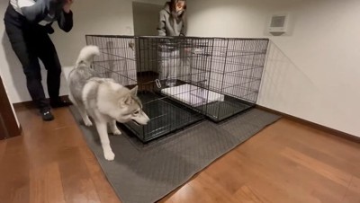 ケージの周りを歩く犬