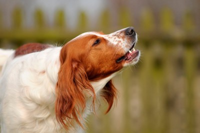 吠えている犬