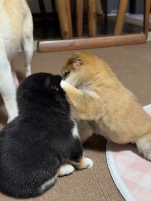 可愛いじゃれあい♡