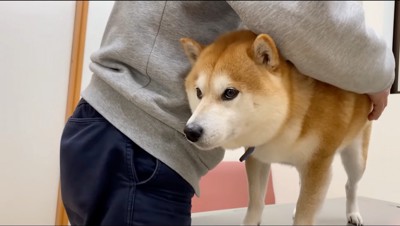 上目使いに部屋を見まわす犬