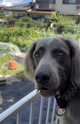 「あのボールとって」