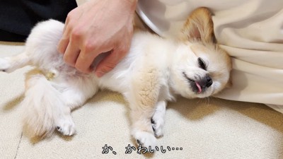 倒れたフリへのピノちゃんの反応10