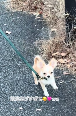 歩き方が可愛いこはくくん2